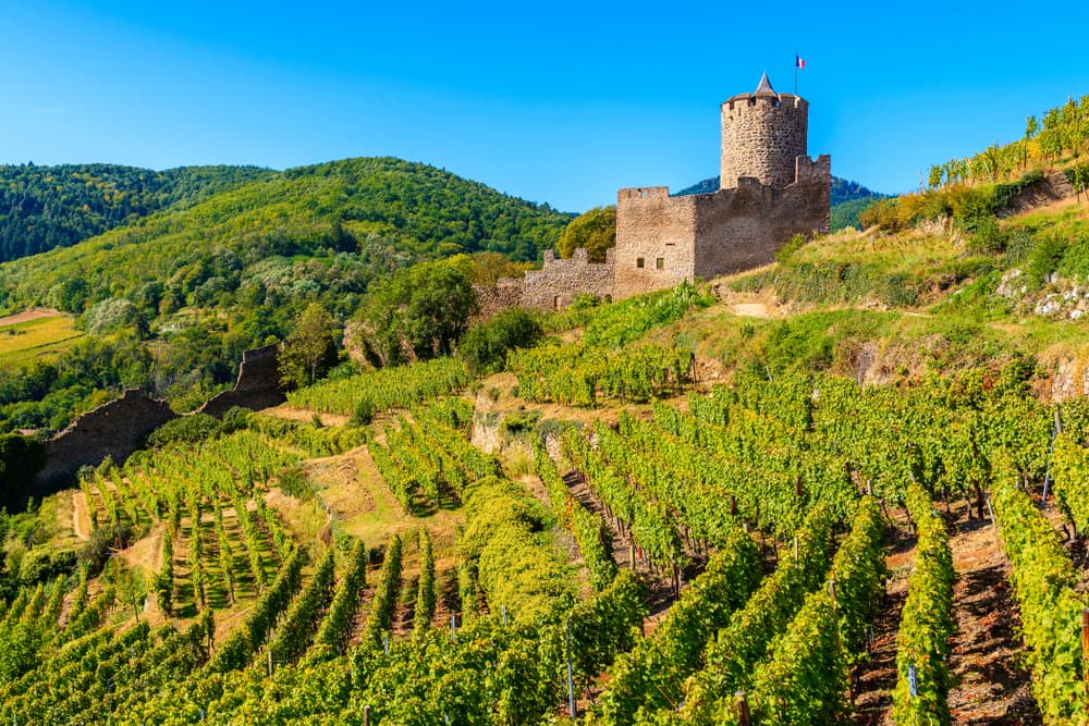 Château du Schlossberg à Kaysersberg à visiter surplombant le vignoble alsacien